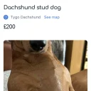 Dachshund (Smooth Haired)