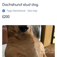 Dachshund (Standard & Miniature)