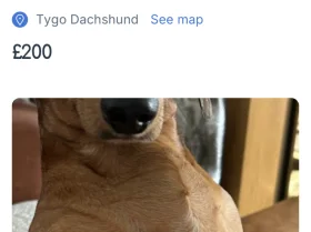 Dachshund (Smooth Haired)