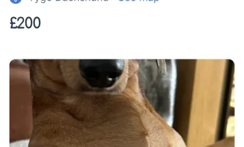 Dachshund (Smooth Haired)