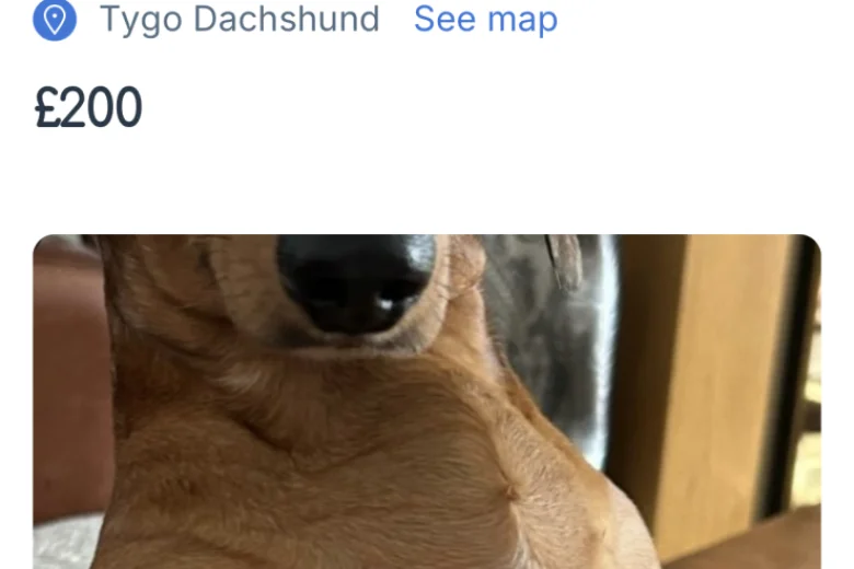 Dachshund (Smooth Haired)