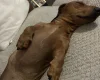 Dachshund (Smooth Haired)
