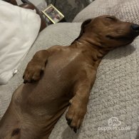 Dachshund (Standard & Miniature)