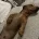 Dachshund (Smooth Haired)