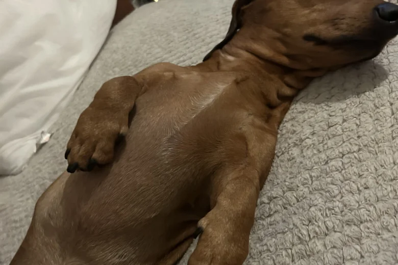 Dachshund (Smooth Haired)