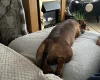 Dachshund (Smooth Haired)