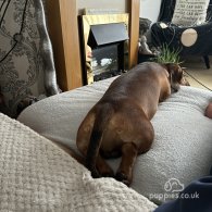 Dachshund (Standard & Miniature)