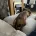 Dachshund (Smooth Haired)