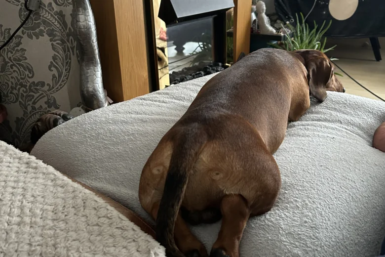 Dachshund (Smooth Haired)