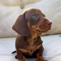 Dachshund (Standard & Miniature) - Both