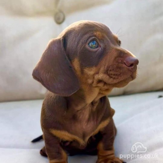 Dachshund (Standard & Miniature) - Both