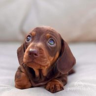 Dachshund (Standard & Miniature) - Both