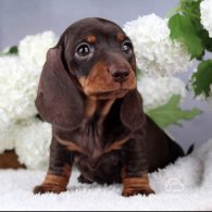 Dachshund (Standard & Miniature) - Both