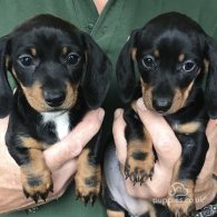 Dachshund (Standard & Miniature) - Both