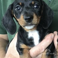 Dachshund (Standard & Miniature) - Both