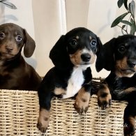 Dachshund (Standard & Miniature) - Both