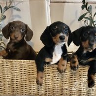 Dachshund (Standard & Miniature) - Both