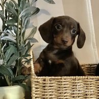 Dachshund (Standard & Miniature) - Both