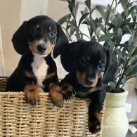 Dachshund (Standard & Miniature) - Both