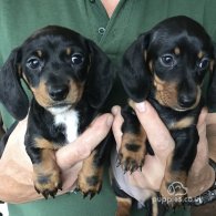 Dachshund (Standard & Miniature) - Both