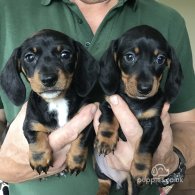 Dachshund (Standard & Miniature) - Both