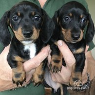 Dachshund (Standard & Miniature) - Both