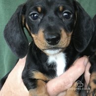 Dachshund (Standard & Miniature) - Both