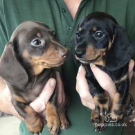 Dachshund (Standard & Miniature) - Both