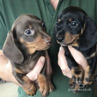 Dachshund (Standard & Miniature) - Both