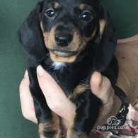 Dachshund (Standard & Miniature) - Both