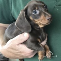 Dachshund (Standard & Miniature) - Both