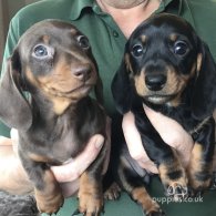 Dachshund (Standard & Miniature) - Both