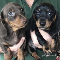 Dachshund (Standard & Miniature) - Both