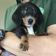 Dachshund (Standard & Miniature) - Both