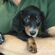 Dachshund (Standard & Miniature) - Both