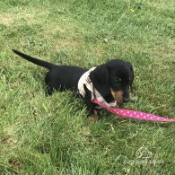 Dachshund (Standard & Miniature) - Both