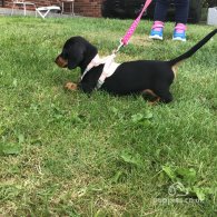 Dachshund (Standard & Miniature) - Both