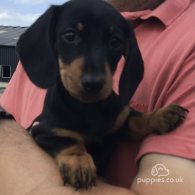 Dachshund (Standard & Miniature) - Both