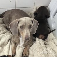 Dachshund (Standard & Miniature) - Both