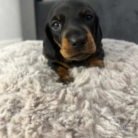 Dachshund (Standard & Miniature) - Both