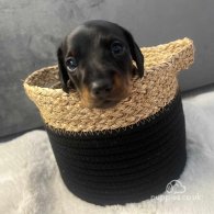 Dachshund (Standard & Miniature) - Both