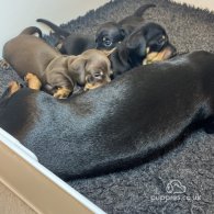 Dachshund (Standard & Miniature) - Both