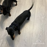 Dachshund (Standard & Miniature) - Both