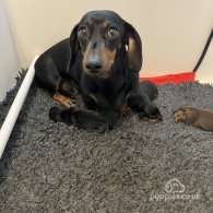 Dachshund (Standard & Miniature) - Both