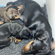 Dachshund (Standard & Miniature) - Both