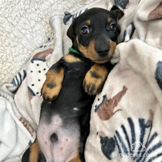 Dachshund (Standard & Miniature) - Both