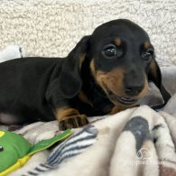 Dachshund (Standard & Miniature) - Both