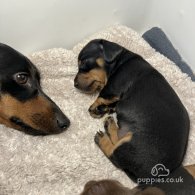 Dachshund (Standard & Miniature) - Both