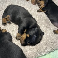 Dachshund (Standard & Miniature) - Both