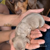 Dachshund (Standard & Miniature) - Both